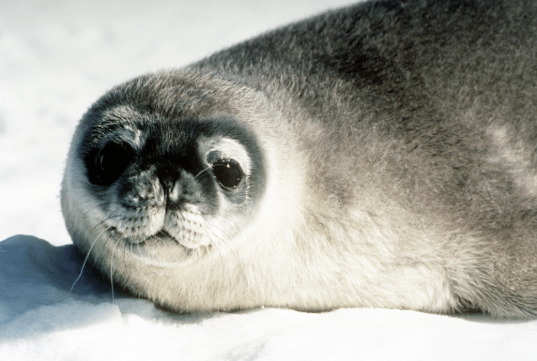 Read more about the article Morsa, leão-marinho, foca: quem sabe diferenciar os três?